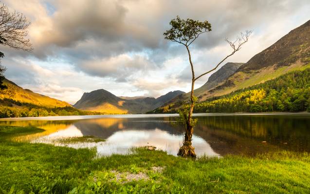 Buttermere Tree. Some golden light just hitting the hills