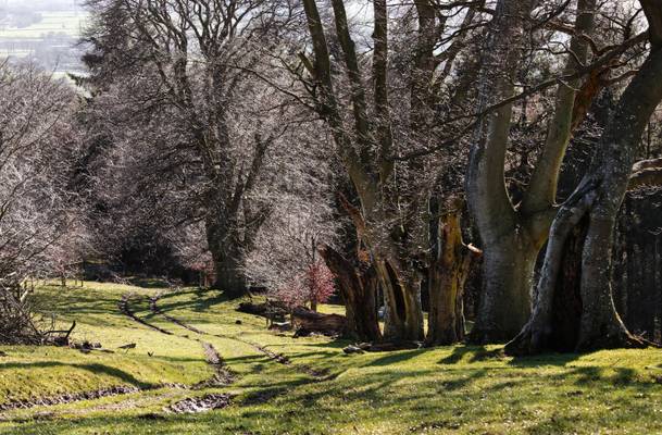 Spring sunshine through the Beeches