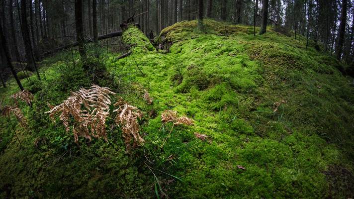 Moss fairy-tale forest