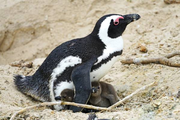 Penguin's mothercraft, Boulders Beach, South Africa
