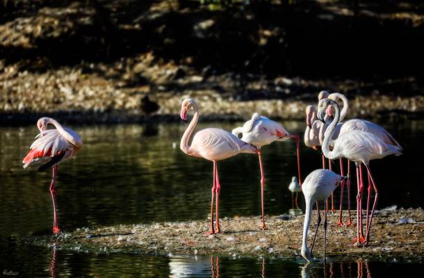 flamingos.