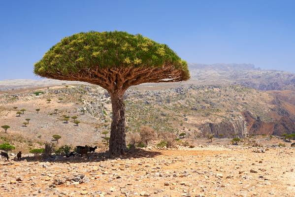 Socotra