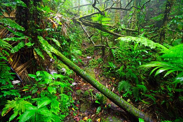 Magic rainforest, Mount Liamuiga, St Kitts