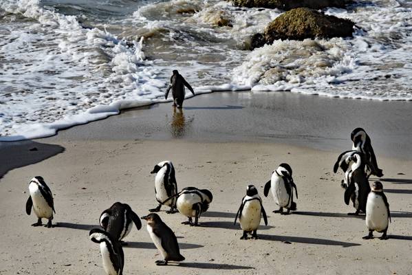 "I'm not going in, are you going in?  Let him try it." Boulder Beach South Africa *