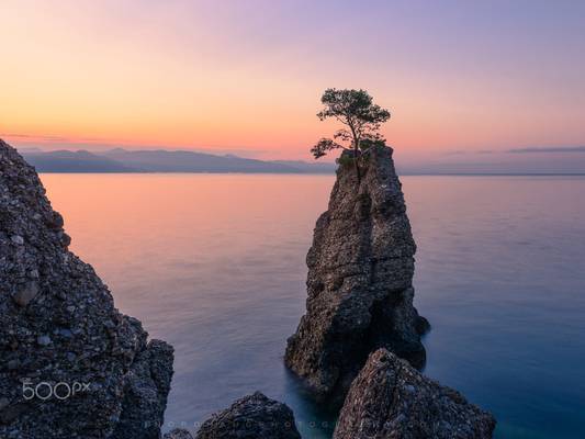  Ligurian bonsai