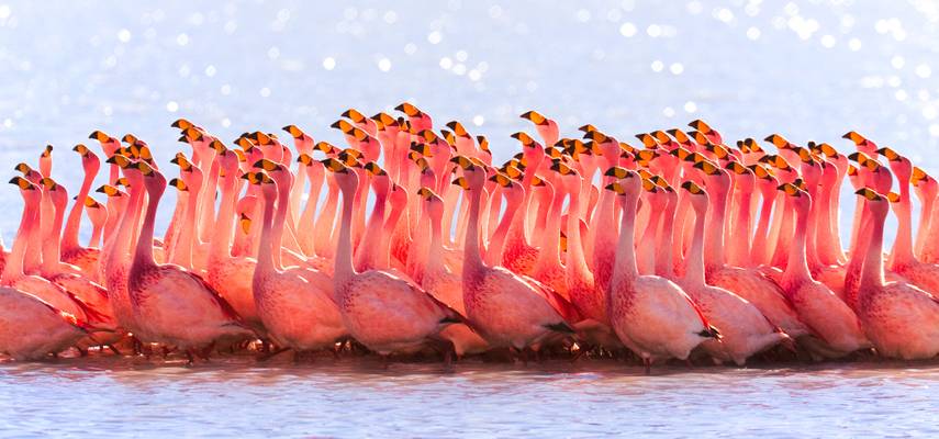 Bolivian Flamingos