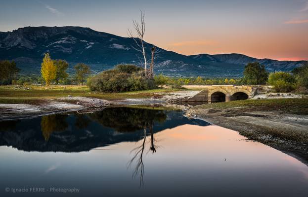 Bridge & trees