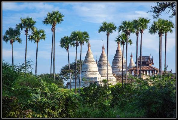 Graceful palm trees and elegant stupas in Bagan