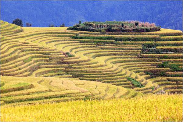 Rice fields in Longshen