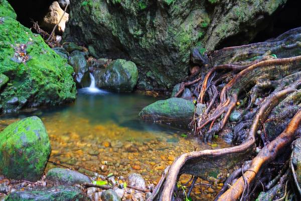 Lucid water in the little rainforest pool, St Kitts