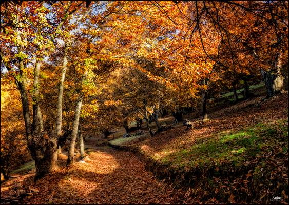 otoño valle del genal 3.