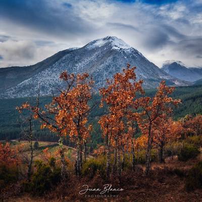 Pinar de Vellilla | Montaña Palentina | 2018