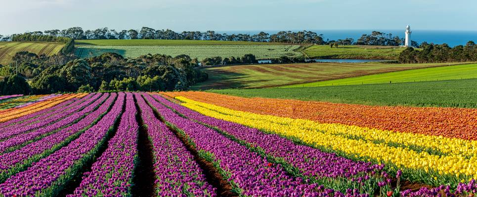 Tulip Farm Panorama